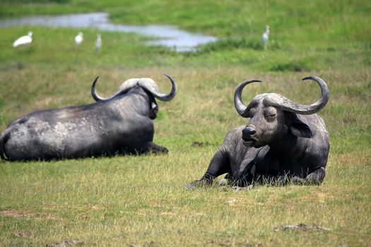 Cape Buffalo (Syncerus caffer) at Amboseli, Kenya