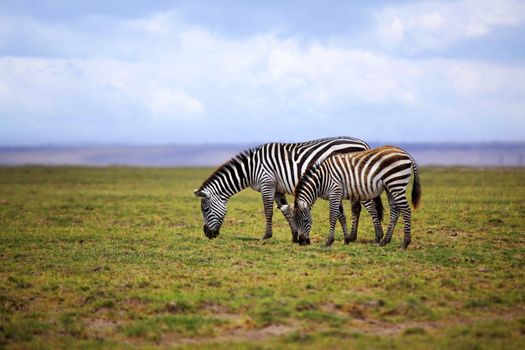 Zebras herd on savanna. Amboseli national park in Kenia