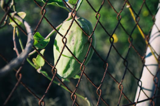 Close-up of a green fruit behind a chainlink fence