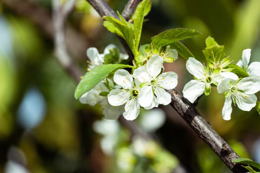 Blooming  tree and mount. Sicily. Spring season. Italy