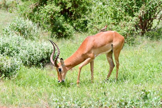 Impala isolated grazing in East Tsavo Park in Kenya