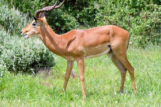 Impala isolated grazing in East Tsavo Park in Kenya