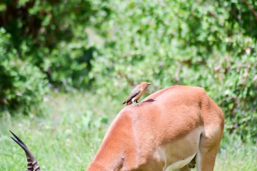 Bird on the back of an impala in East Tsavo Park in Kenya