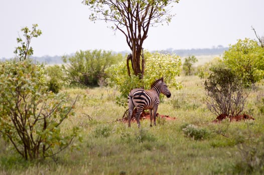 Zebra isolated in the savanna of park tsavo in Kenya