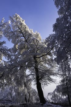 Frosted tree branches in the winter landscape