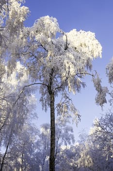 Frosted tree branches in the winter landscape