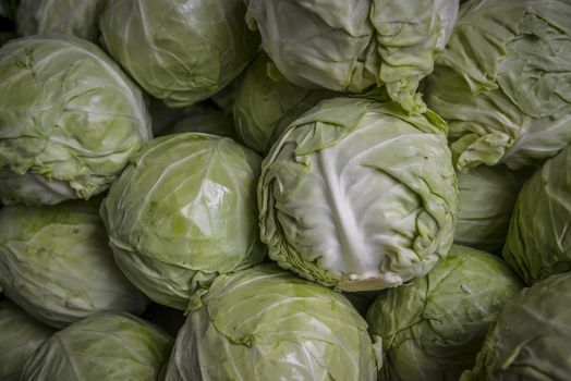 many heads of green lettuce