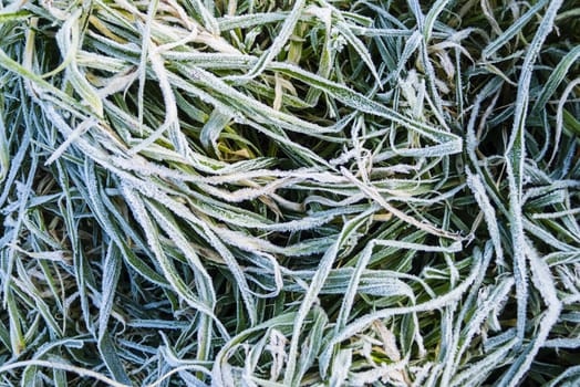 Close up of early morning frost on grass and leaves