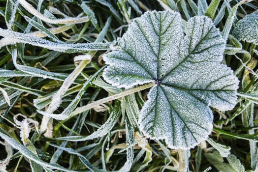 Close up of early morning frost on grass and leaves