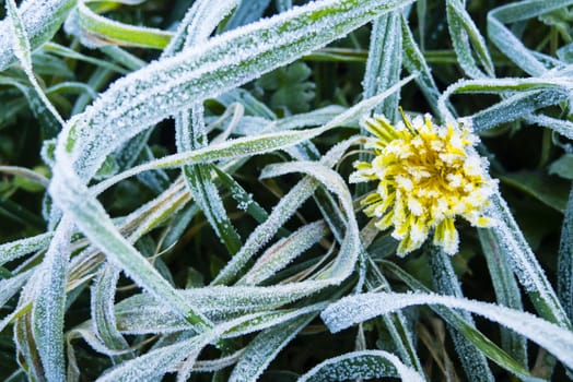 Close up of early morning frost on grass and leaves