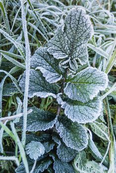 Close up of early morning frost on grass and leaves