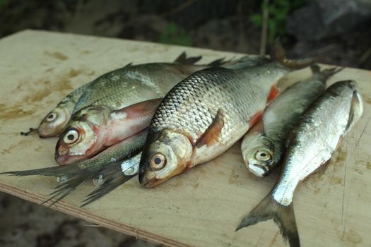  fish caught laid on the wooden desk