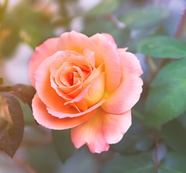 Apricot pink Rose symbol of love and caring on a soft background 