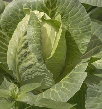 Fresh green head of cabbage growing with leaves