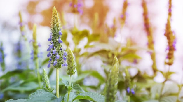 Purple chia flowers on stalk growing in garden in Spring landscape