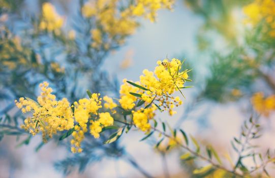 Australia Winter and spring golden yellow wildflowers Acacia  