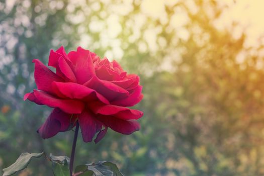 Red rose flower on condolences background for sympathy greeting card for death funeral or tragedy