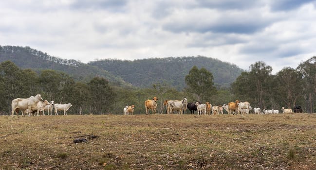 Herd of Australian beef cattle on a farm in rural Queensland