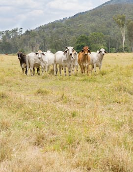 Seven 7 cows in a paddock of green grass in an Australian rural scene