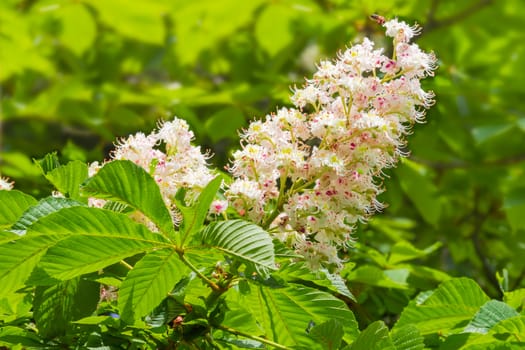 Panicle with flowers of horse-chestnut on the background of foliage closeup

