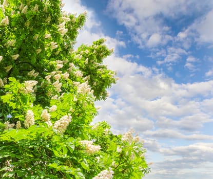 Branches of blooming horse-chestnuts with flowers against the sky with clouds 
