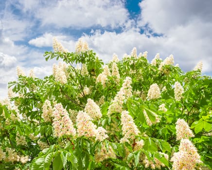 Branches of blooming horse-chestnuts  with flowers against the sky with clouds 

