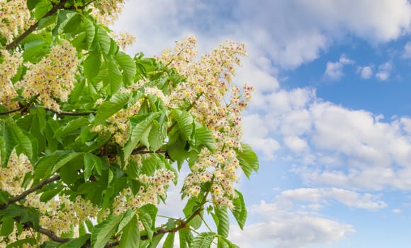 Branches of blooming horse-chestnuts with flowers against the sky with clouds 
