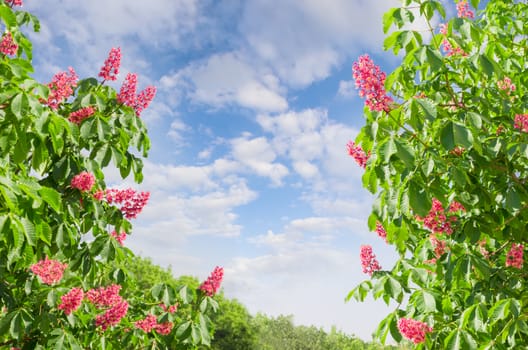 Branches of blooming red horse-chestnuts  with flowers against the sky with clouds 
