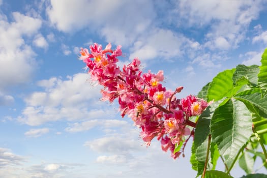 Panicle with flowers of red horse-chestnut against the sky with clouds 
