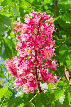 Panicle with flowers of red horse-chestnut on the background of foliage closeup
