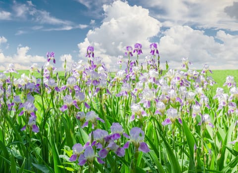 Group of blooming purple irises in the background of the lawn with grass and sky with clouds on a sunny day
