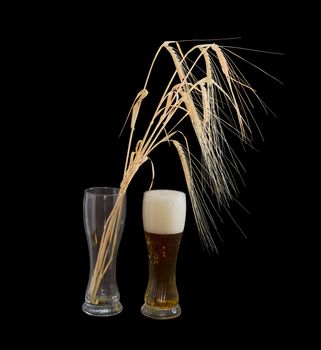 One beer glasses with lager beer and several barley spikes in empty glass on a black background
