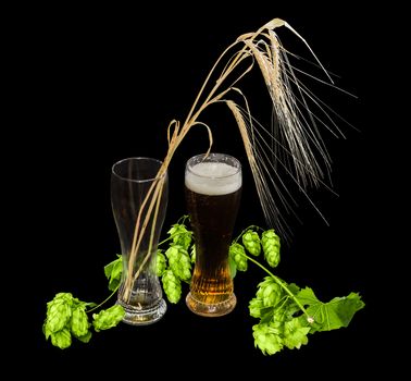 One beer glass with lager beer, branch of hops with leaves and cones and several barley spikes in empty glass on a black background
