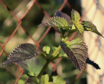 Close-up on green leaves on foreground with a chainlink fence on background