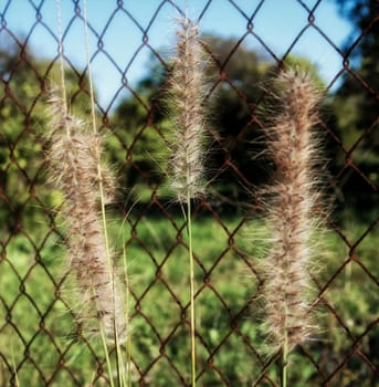 Close-up of timothy grass on foreground with a chainlink on background