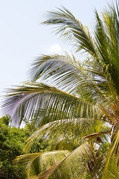 Several branches of palm trees under a blue sky in mombasa in Kenya