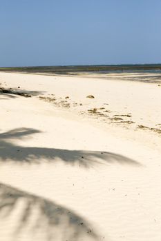 Shadow of a palm tree with background in the sea at Mombasa in Kenya