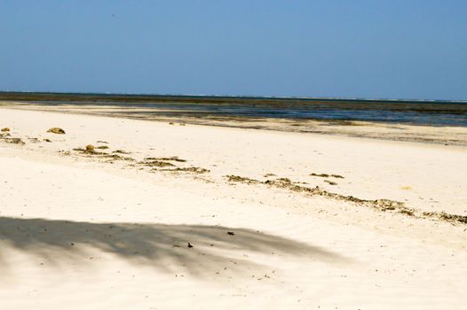 Shadow of a palm tree with background in the sea at Mombasa in Kenya