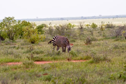 Zebra isolated in the savanna of park tsavo in Kenya