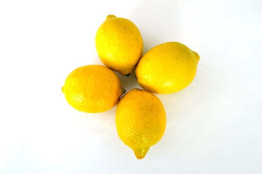 Lemon paintings on the most beautiful white ground