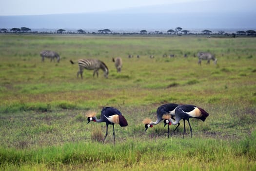 Two Grey Crowned Crane and zebras in Amboseli national park