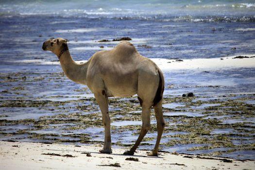 Camel walking along the shore of the ocean. Kenya, Mombasa, Tiwi Beach