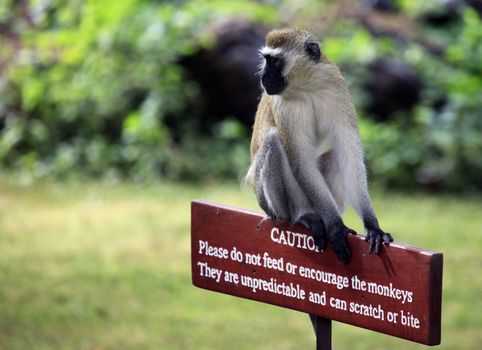 Monkey sitting on a wooden sign with a warning that dangerous to feed animals