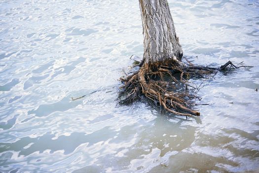 Dead tree in water during flood. Horizontal photo