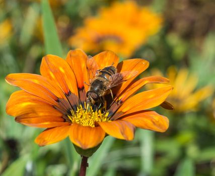 Dead Head Hoverfly on Orange Flower in a hotel garden in Madeira