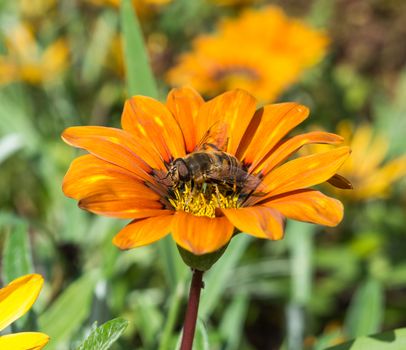 Dead Head Hoverfly Perched on an Orange Flower in a hotel garden in Madeira