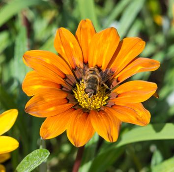 Dead Head Hoverfly on Orange Flower Viewed From Above in a hotel garden in Madeira