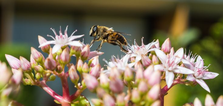 A Honeybee stepping from one petal to another on a Jade Plant in Madeira