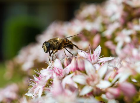 Front View of Honeybee on Jade Plant, in a hotel garden in Madeira