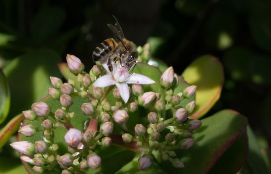 A Honeybee on a Jade Plant in a hotel garden in Madeira